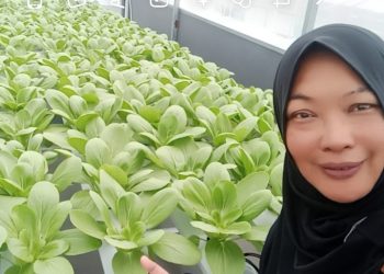 Mantan Camat Pakisaji Malang Ini, Kini Fokus Bersiaran Radio dan Panen Hidroponik untuk Dukung MBG